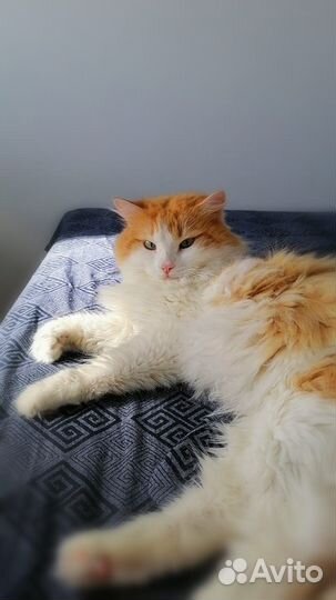 Котик бесплатно