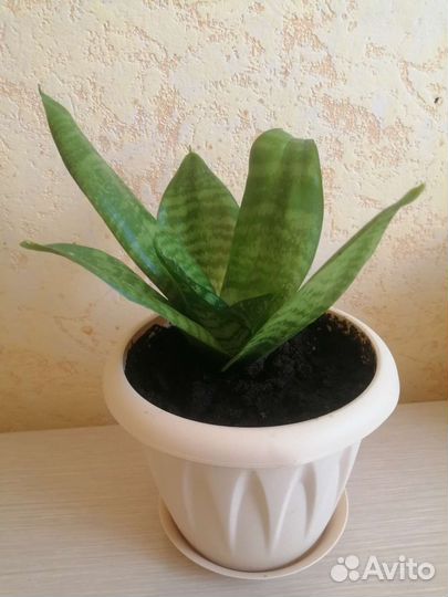 Комнатные растения (Сансевиерия)