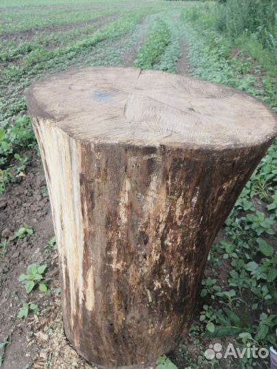 Колода из дуба