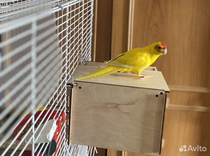 Попугаий корелла ручной