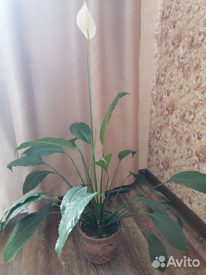 Спатифиллум