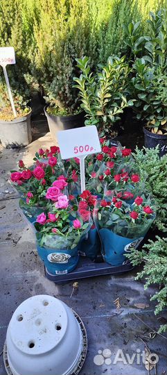 Туи,можжевельник, лаванда,гвоздика,бересклет