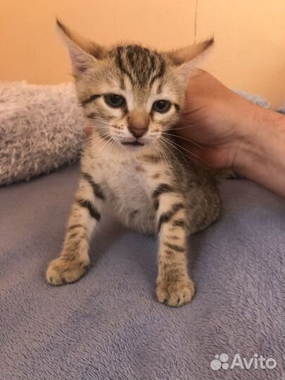 Котенок мальчик бенгал 2 мес. с доставкой