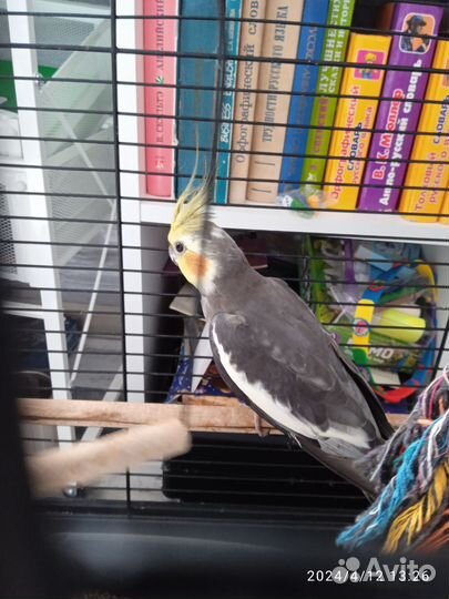 Попугай корелла