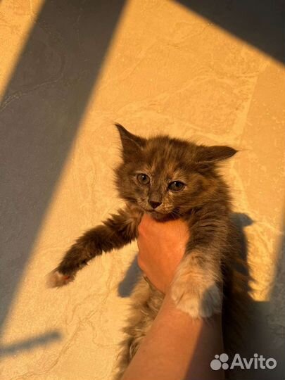 Кошки в добрые руки бесплатно