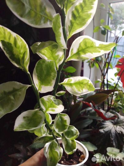 Педилантус