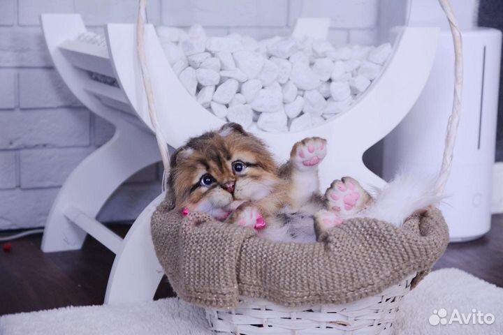 Красивая кошечка