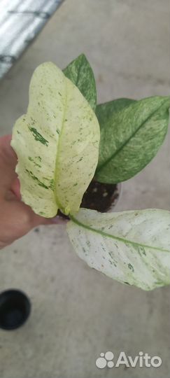 Рафидофора вариегатная