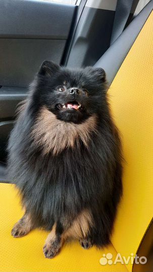 Померанский шпиц вязка кобель