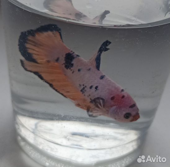 Рыбка петушок самка