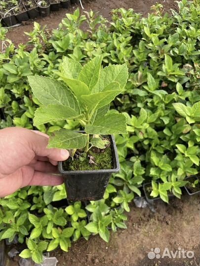 Гортензия крупнолистная