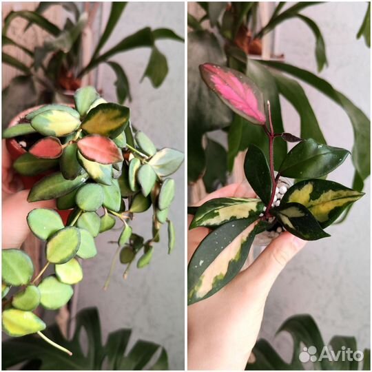 Комнатные растения 7