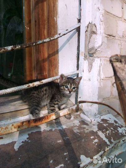 Кошки в добрые руки бесплатно