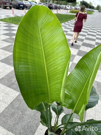 Стрелиция Николая