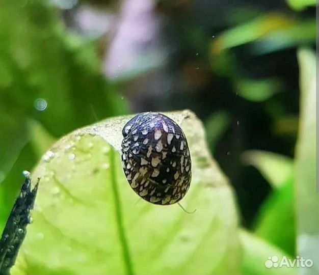 Теодоксусы