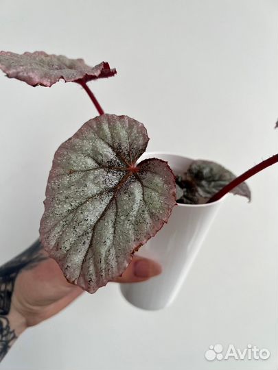 Бегония черная мамба и др. растения