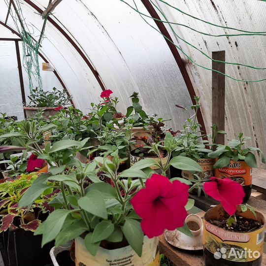 Рассада цветов петуньи и лобелии