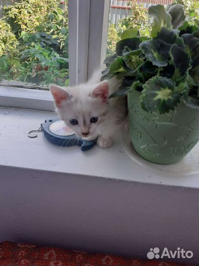 Кошка в дар бесплатно