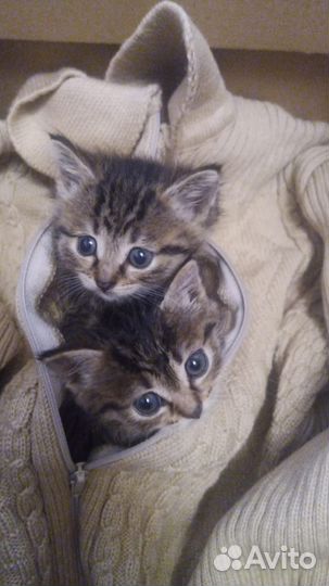Кошка в дар бесплатно