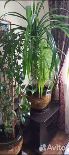 Комнатные цветы