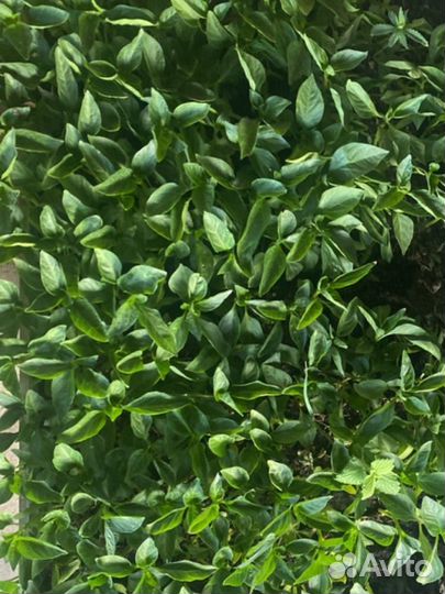 Рассада помидоры, перцы, баклажаны огурцы