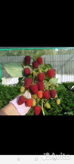 Саженцы малины