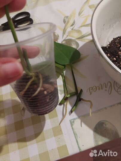 Эпипремнум