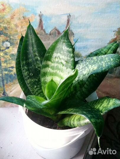 Сансевиерия ханни щучий хвост