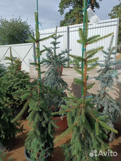 Ель инверса зкс