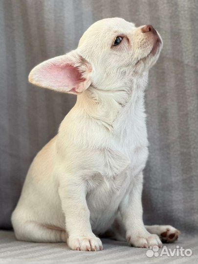 Щенок Чихуахуа мальчик, щенки