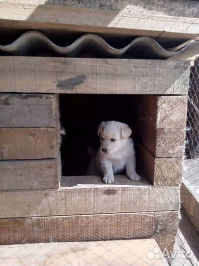 Собака лабрадор