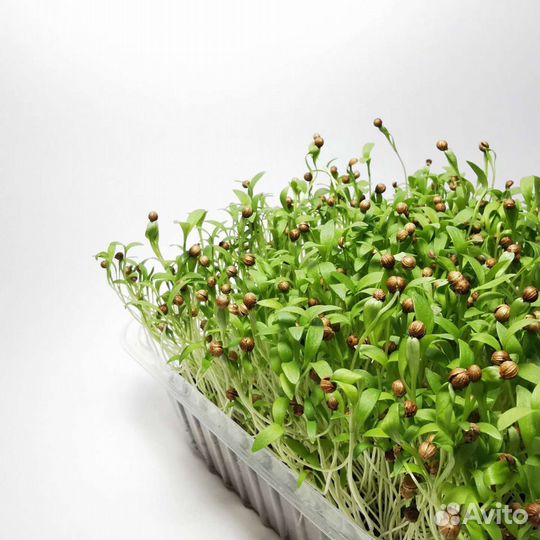 Стартовый набор ферма микрозелени