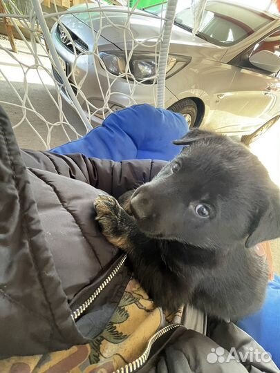 Щенок в добрые руки