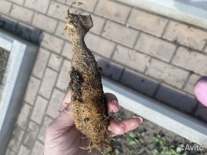 Итальянские сорта георгин