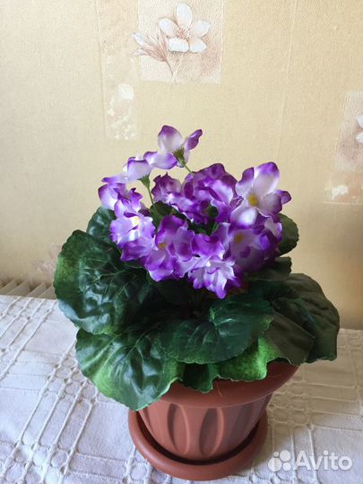 Цветы фиалка декоративная в горшке
