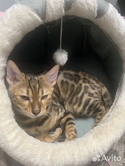 Бенгальская