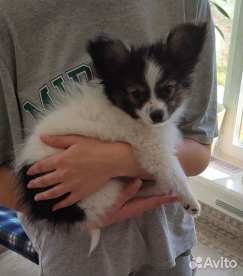 Щенки папийона