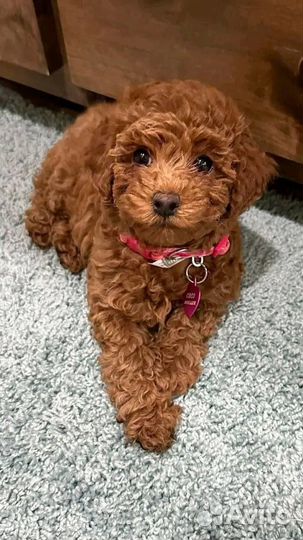 Тоц-Пудель. Москва