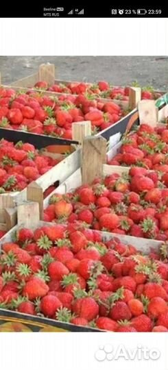 Клубника свежая выращенная в Ярославской области
