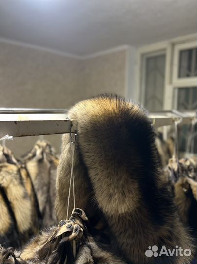 Финский енот