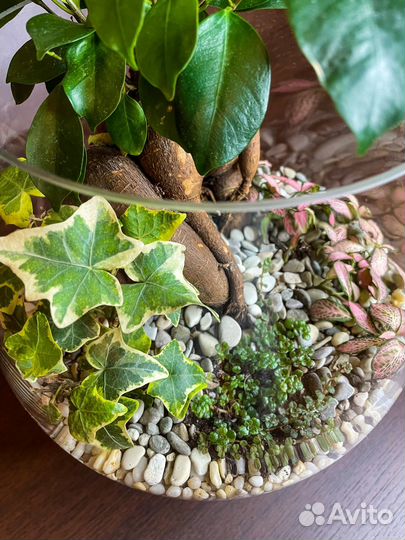 Флорариум с бонсай в большом бакале