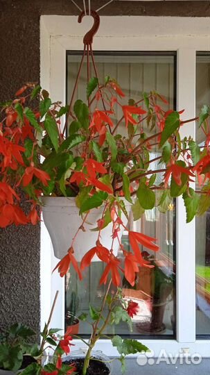 Бегония ампельная