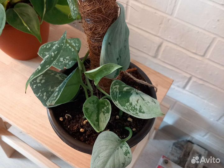 Эпипремнумы сортовые