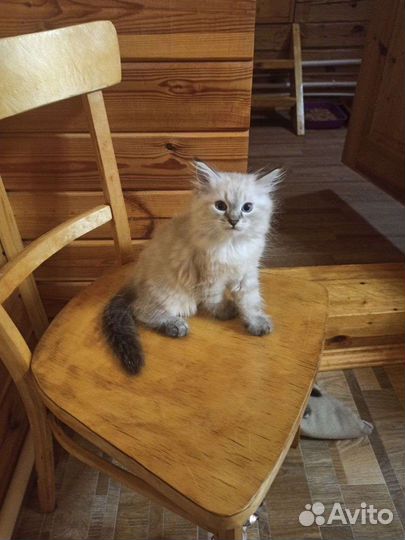 Невские маскарадные котята