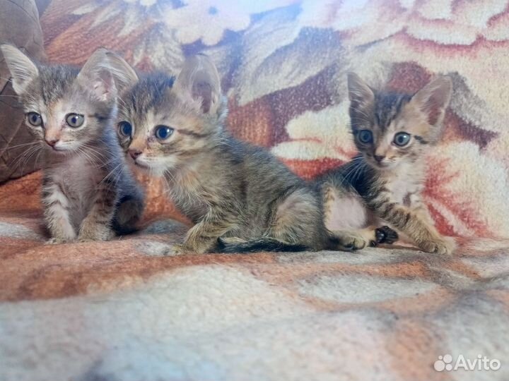 Упитанные и Очень воспитанные котята