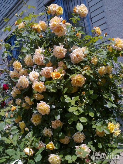 Роза плетистая чайно-гибридная 