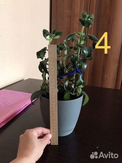 Традесканция,каланхоэ,каллизия