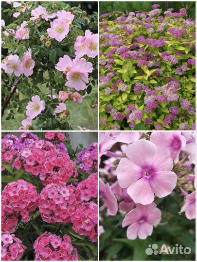 Спирея литл принцесс, шиповник бесшипный, флоксы