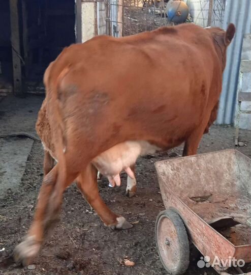 Продажа крс