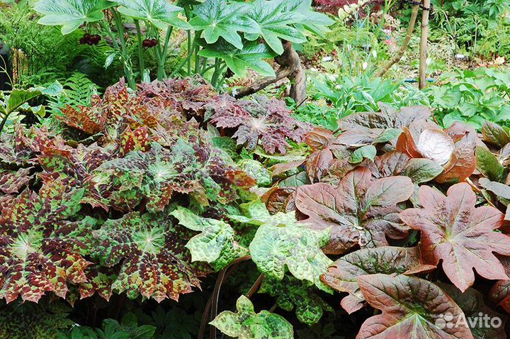 Подофиллумы-растения для тенистого сада